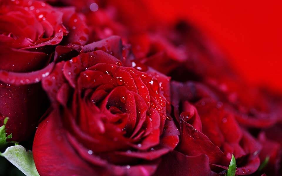 hình ảnh hoa hồng đẹp tặng 20 10 lãng mạn (3)
