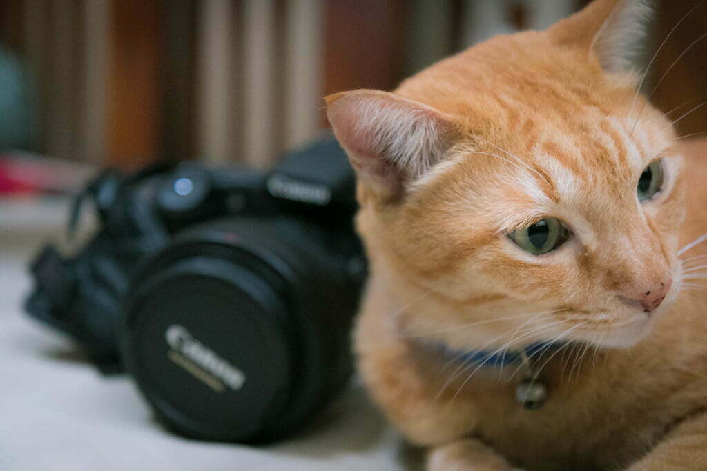 Tổng hợp 50+ hình ảnh con mèo đẹp cute, ảnh nền mèo dễ thương