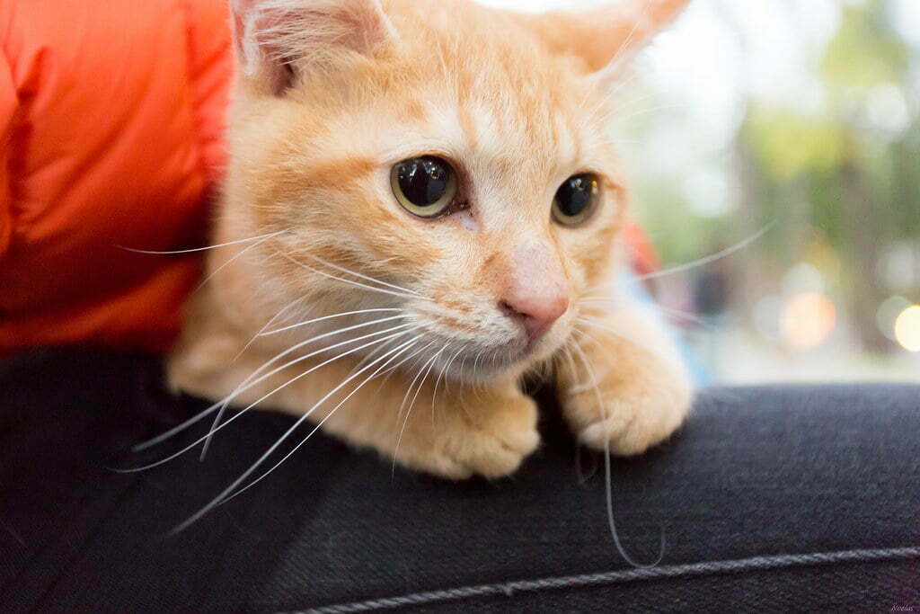 Hình ảnh Chú Mèo Dễ Thương PNG Con Mèo Lông Vật Nuôi PNG trong suốt và Vector để tải xuống miễn phí
